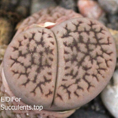 насіння lithops hookeri C340 seeds