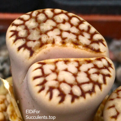 насіння lithops julii C183 seeds