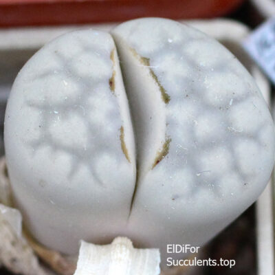 насіння lithops julii C297 seeds