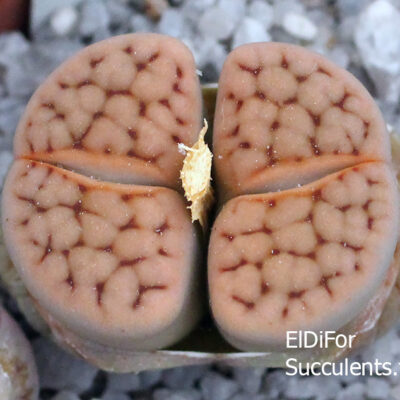 насіння lithops karasmontana C227 seeds