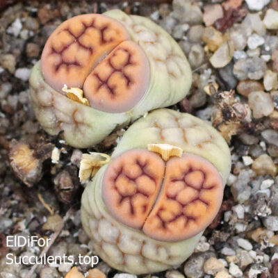 насіння lithops karasmontana ticheri seeds