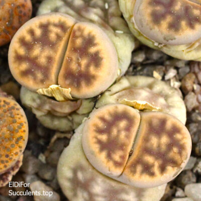насіння lithops karasmontala C193 seeds