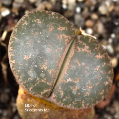 насіння lithops lesliei C30 seeds