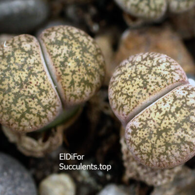 насіння lithops lesliei venteri (черв) seeds