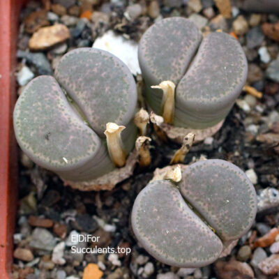 насіння lithops localis persii seeds