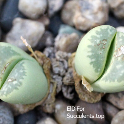 насіння lithops marmorata cv ‘Polepsky Smaragd’  seeds