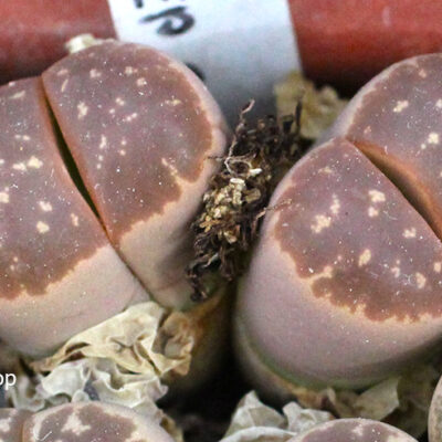 насіння lithops olivacea C162B seeds