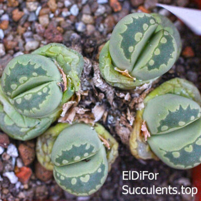 насіння lithops otzeniana C128A cv Aquamarine seeds