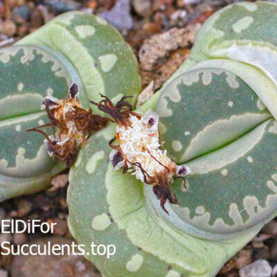 насіння lithops otzeniana green seeds