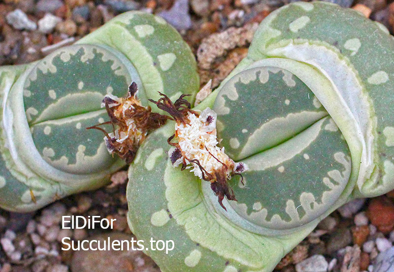 насіння lithops otzeniana green seeds