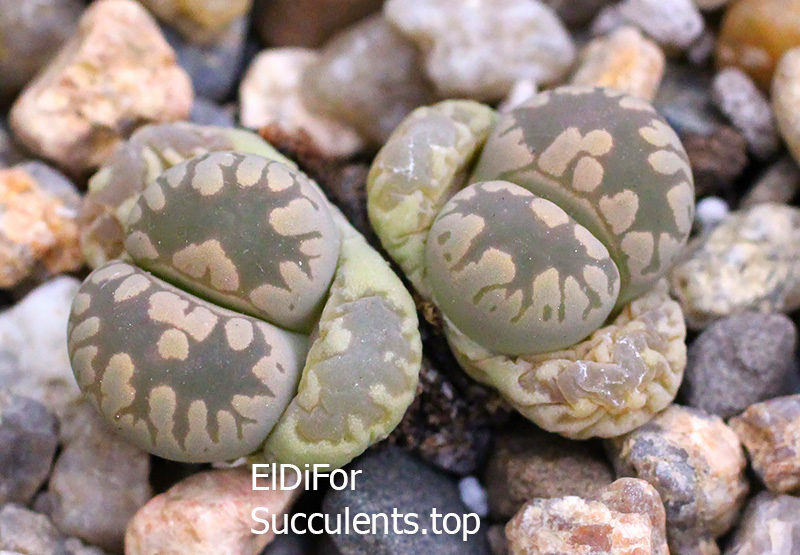 насіння lithops otzeniana SH531 seeds