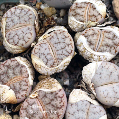 насіння lithops pseudotruncatella C306 seeds