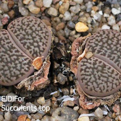 насіння lithops turbiniformis Dabneri seeds