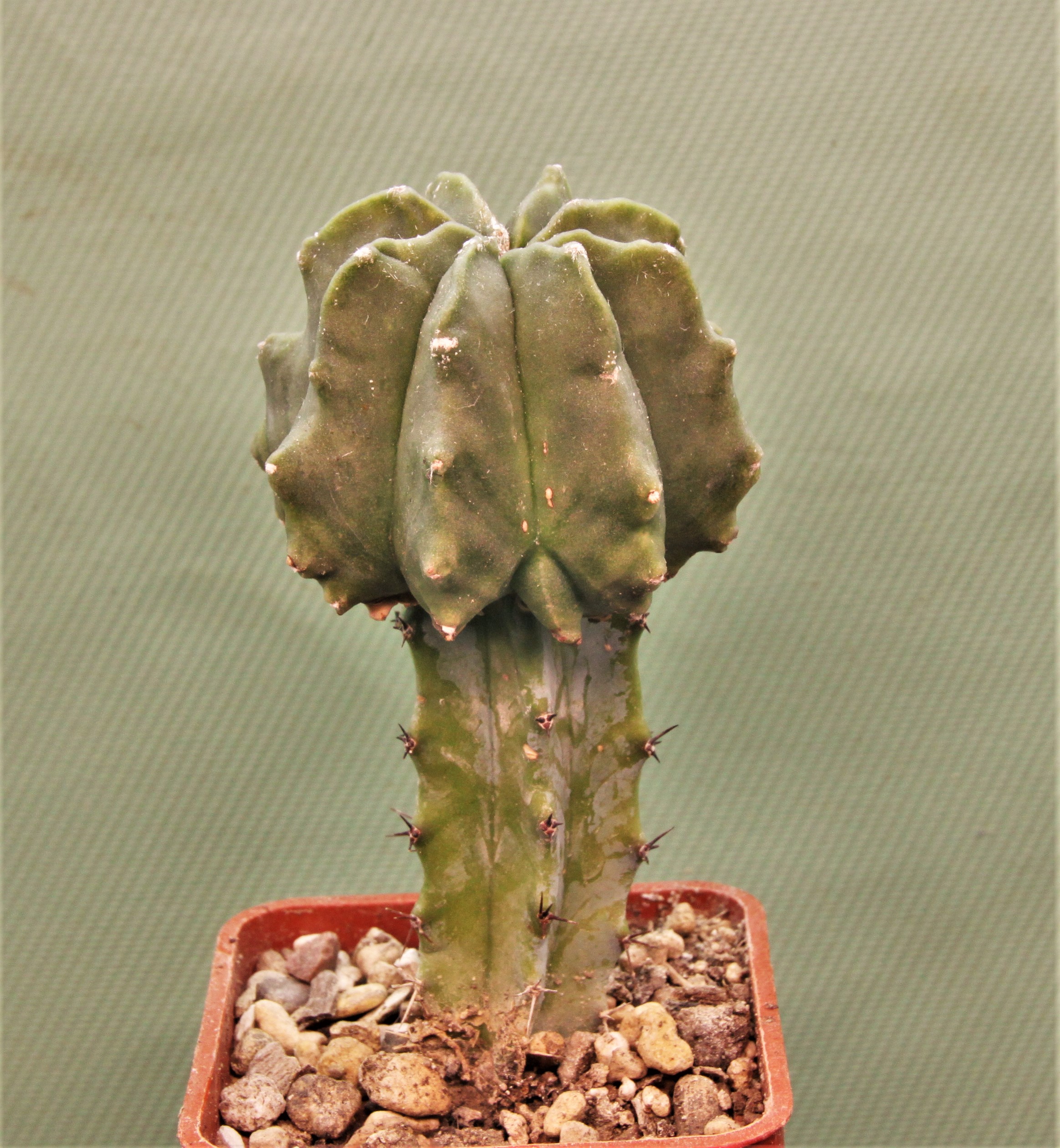 Astrophytum myriostigma Kikko 1. Кубик 5х5см. 150грн.