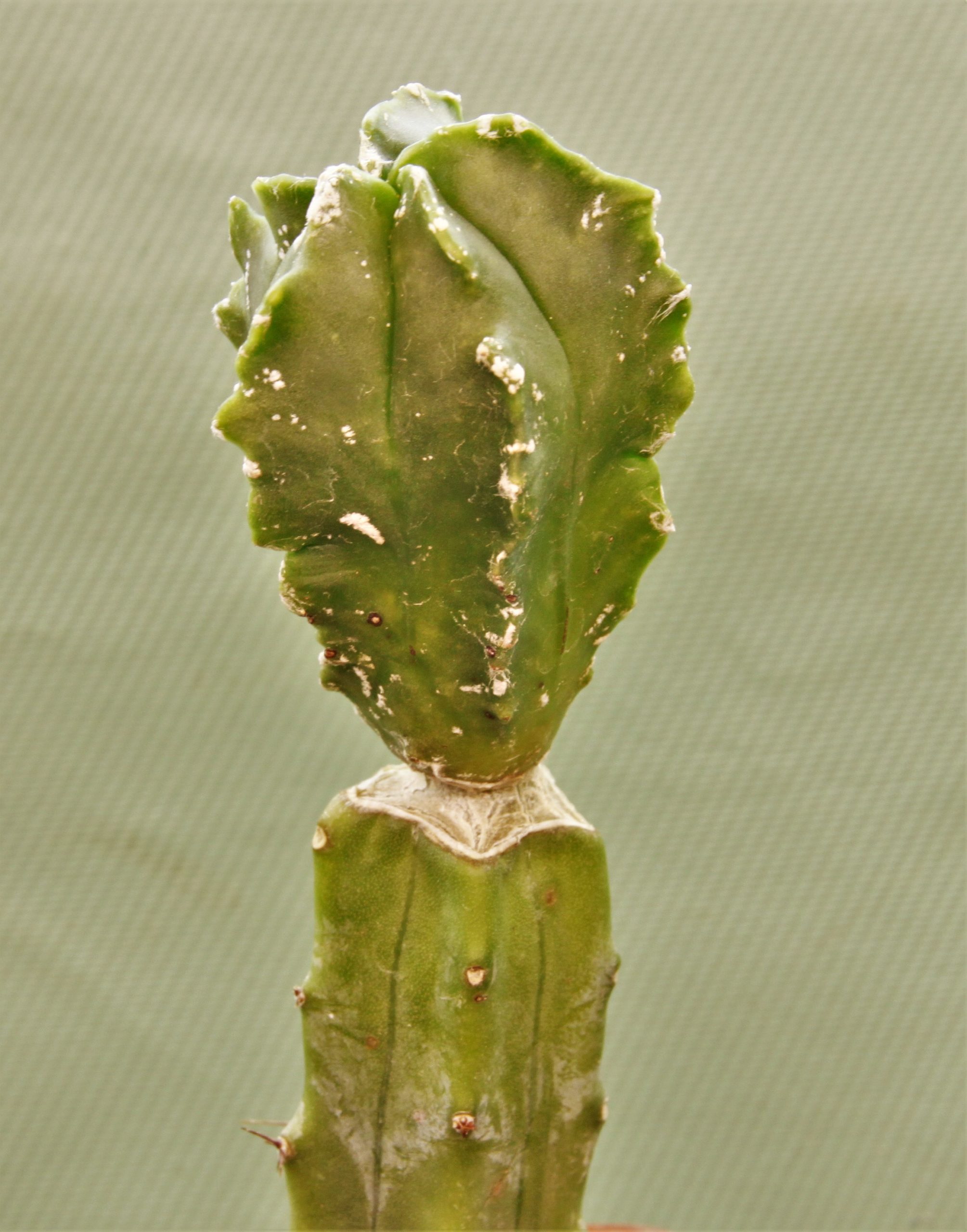 Astrophytum myriostigma Kikko 2. Кубик 5х5см. 150грн