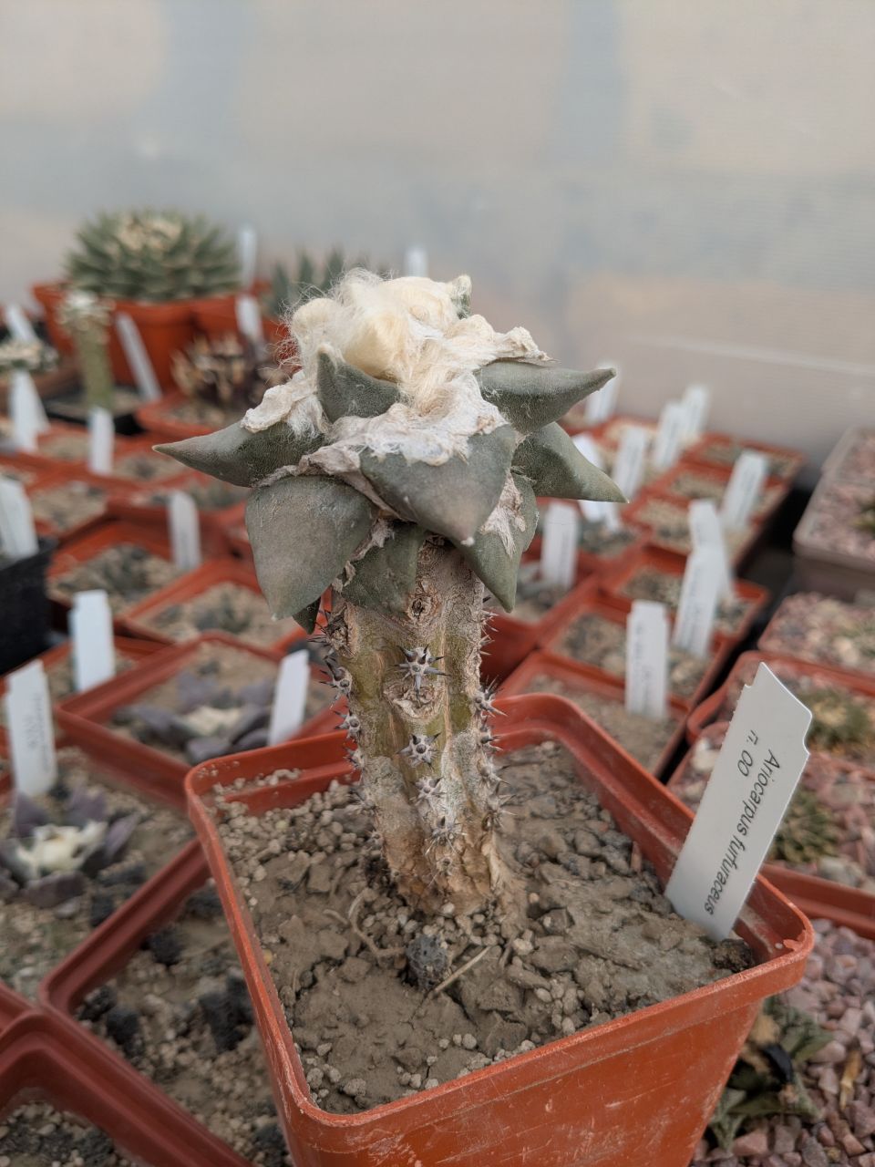 IMG_20260208_103346_379