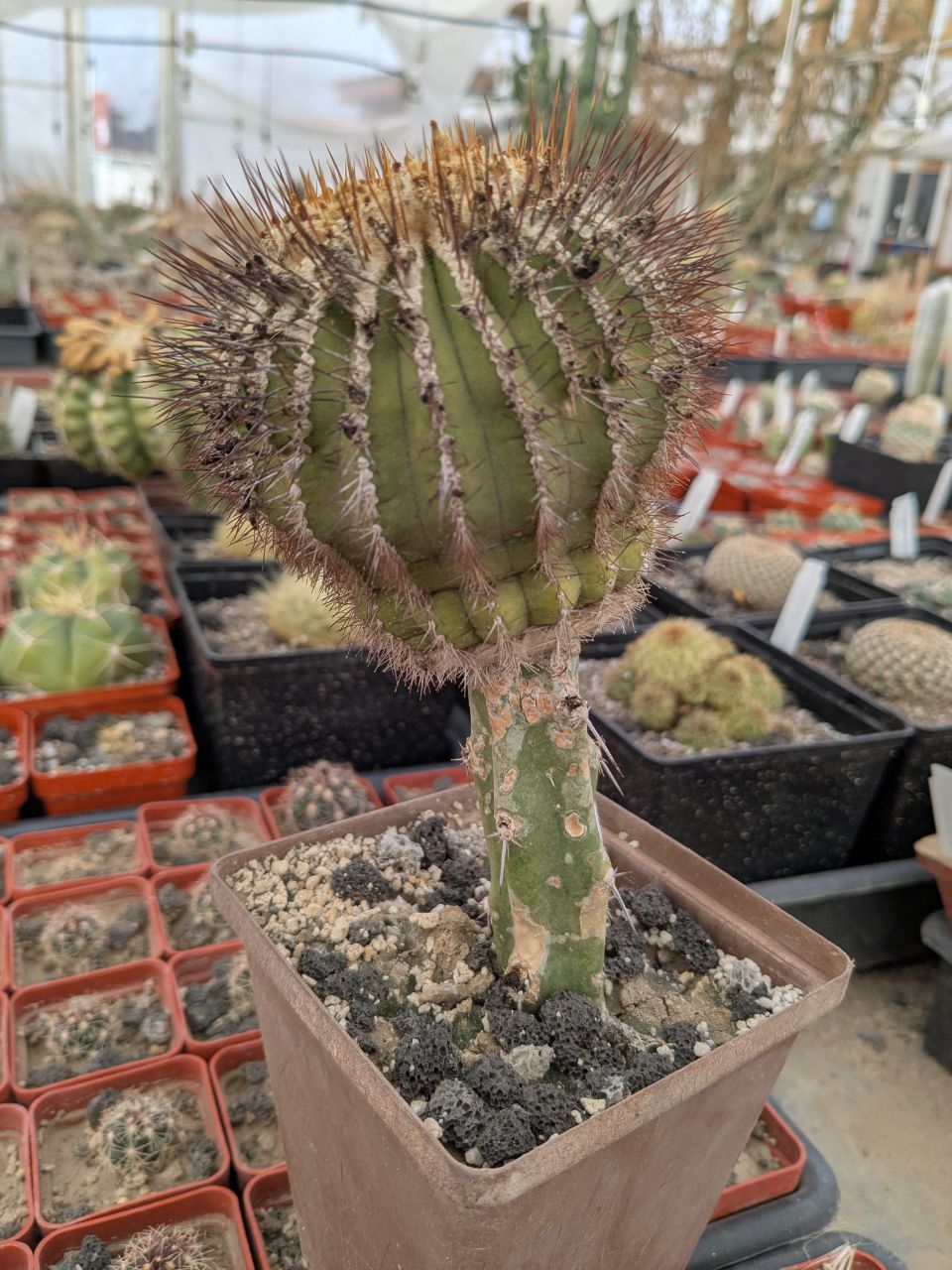 IMG_20260208_103349_804