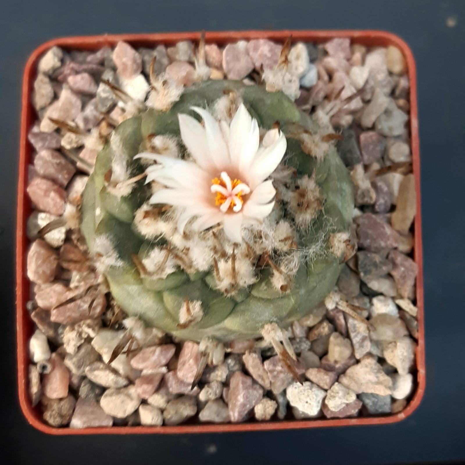 0-02-05-9c780f43b2b0bce5cd2490be57787214c319b5fa9397bfb3d31613500faed9e4_f07939ea969fbbef