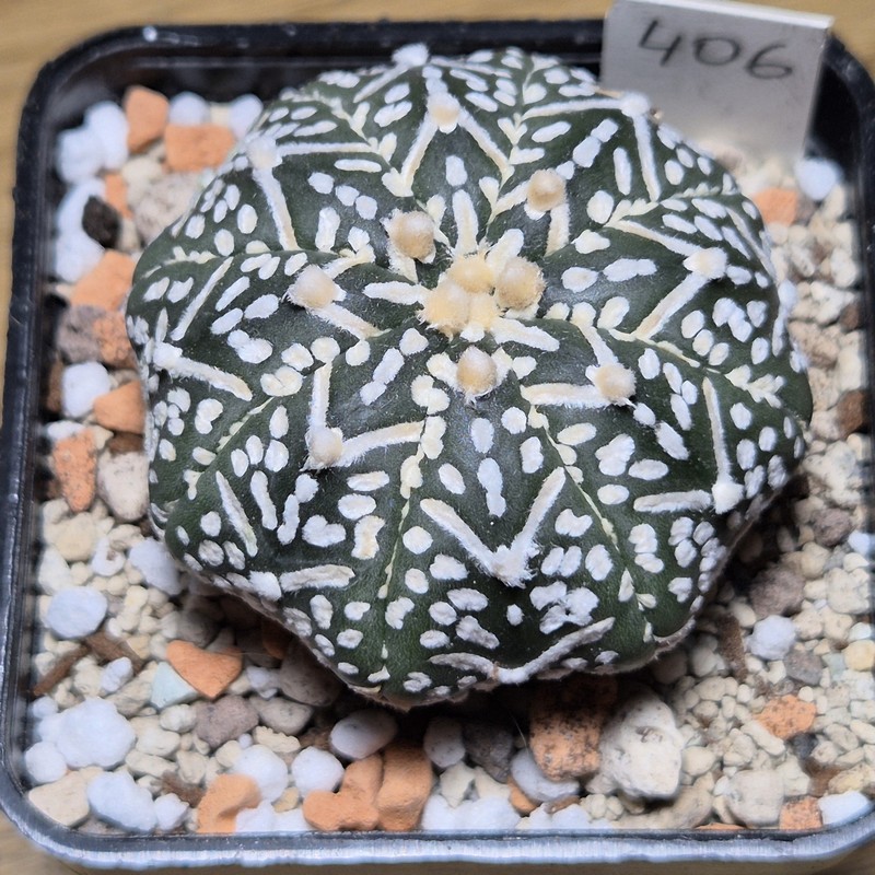 406 Astrophytum asterias ‘Super Kabuto’ V-type f.nudum 406 Astrophytum asterias ‘Super Kabuto’ V-type f.nudum