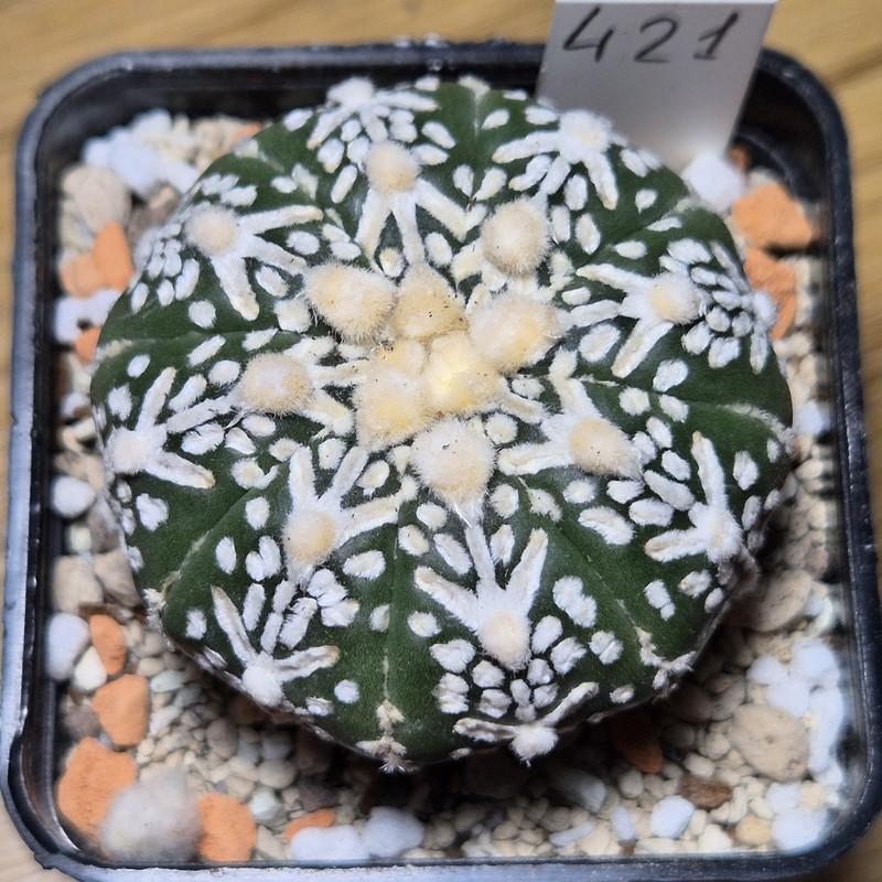 421 Astrophytum asterias ‘Super Kabuto’ V-type f.nudum