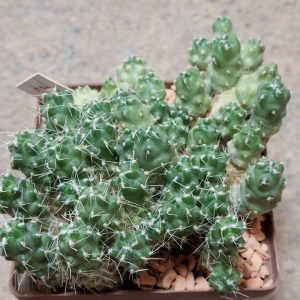 449 Puna subterranea v. incahuasi весь горщик