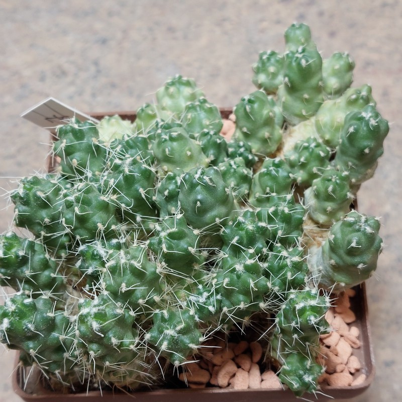 449 Puna subterranea v. incahuasi весь горщик