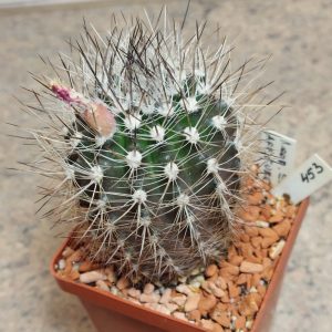 453 Neoporteria aff. subgibbosa