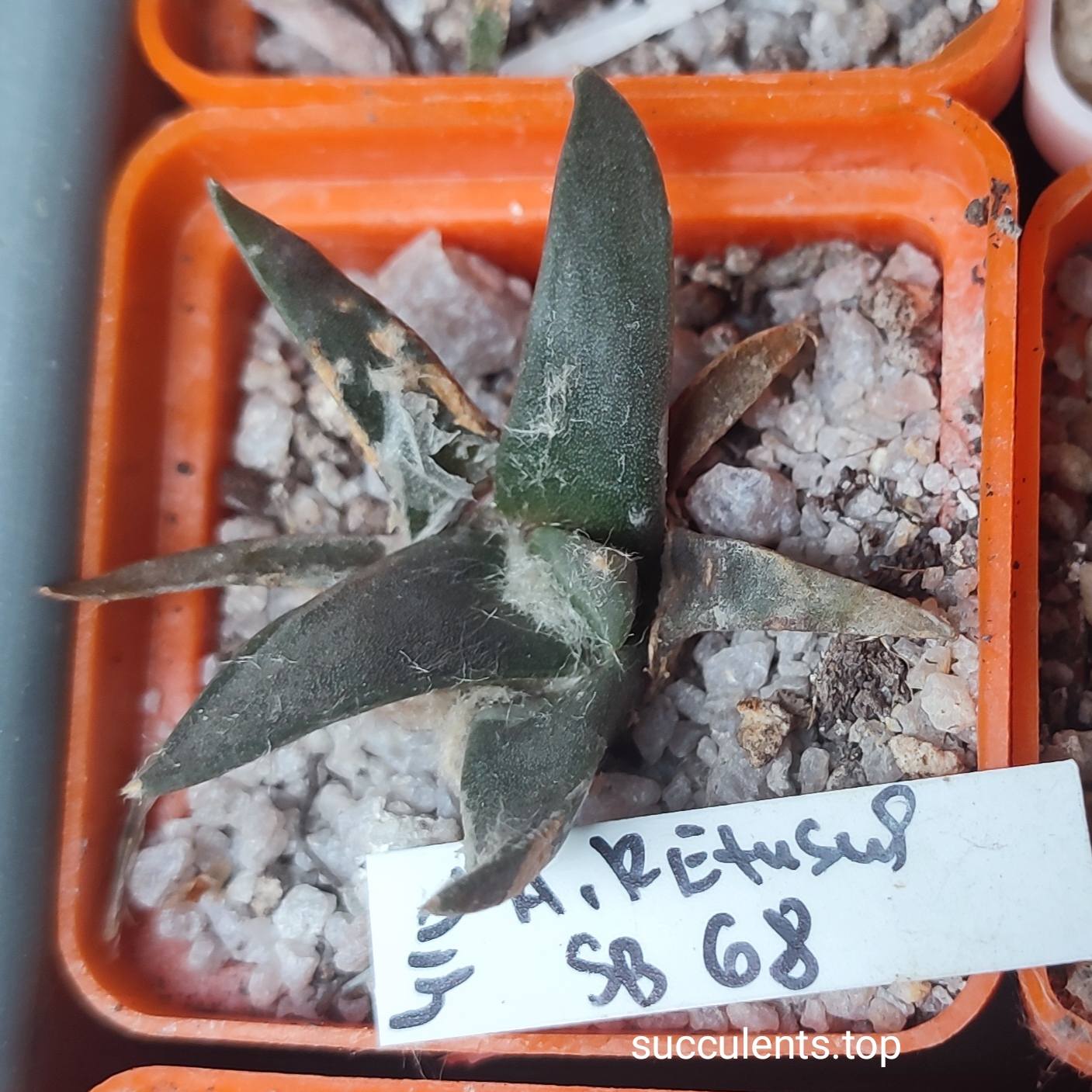 647024478_3480016802136856_4429927679179264010_n 647024478_3480016802136856_4429927679179264010_n