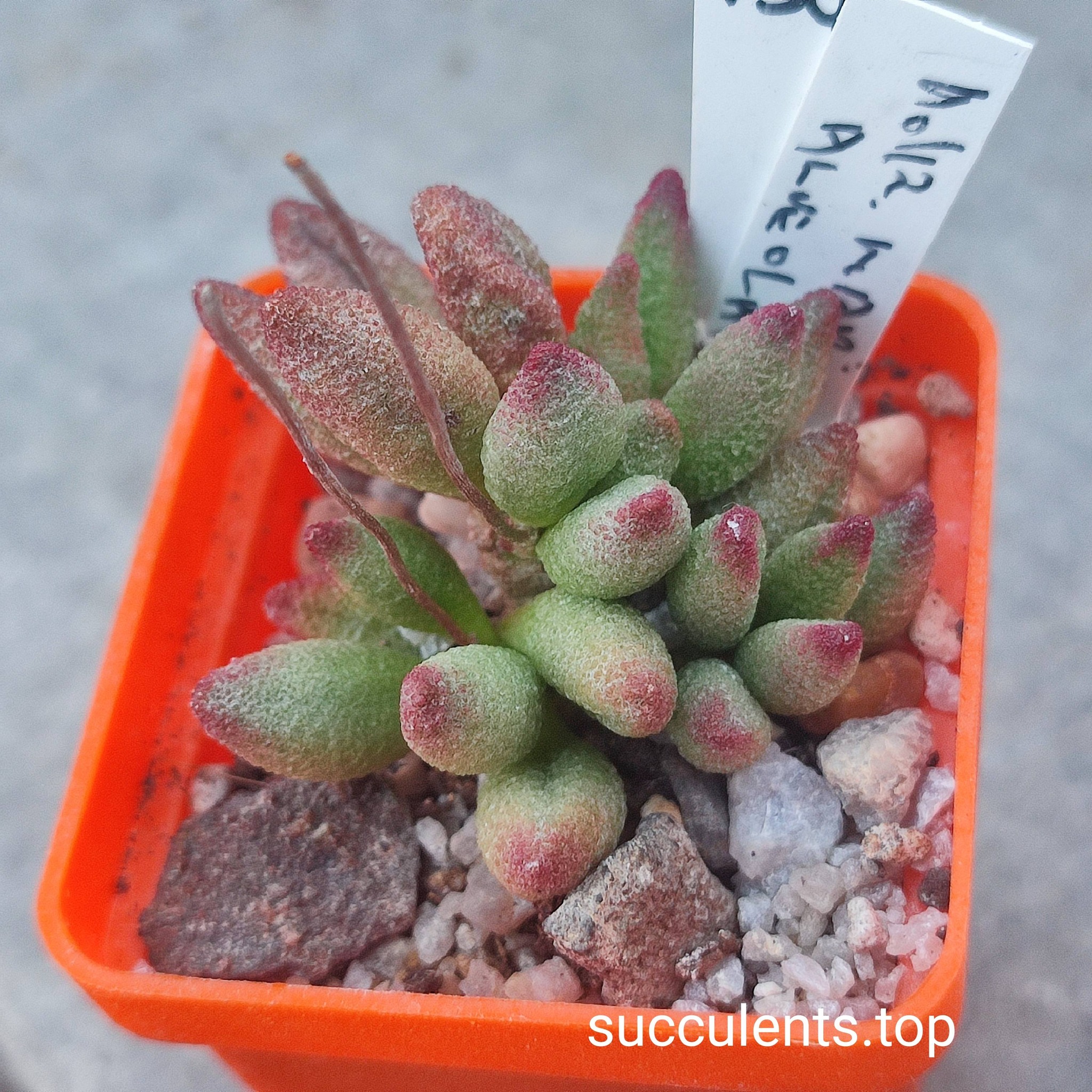 658689205_3502880593183810_2903681432045078837_n 658689205_3502880593183810_2903681432045078837_n