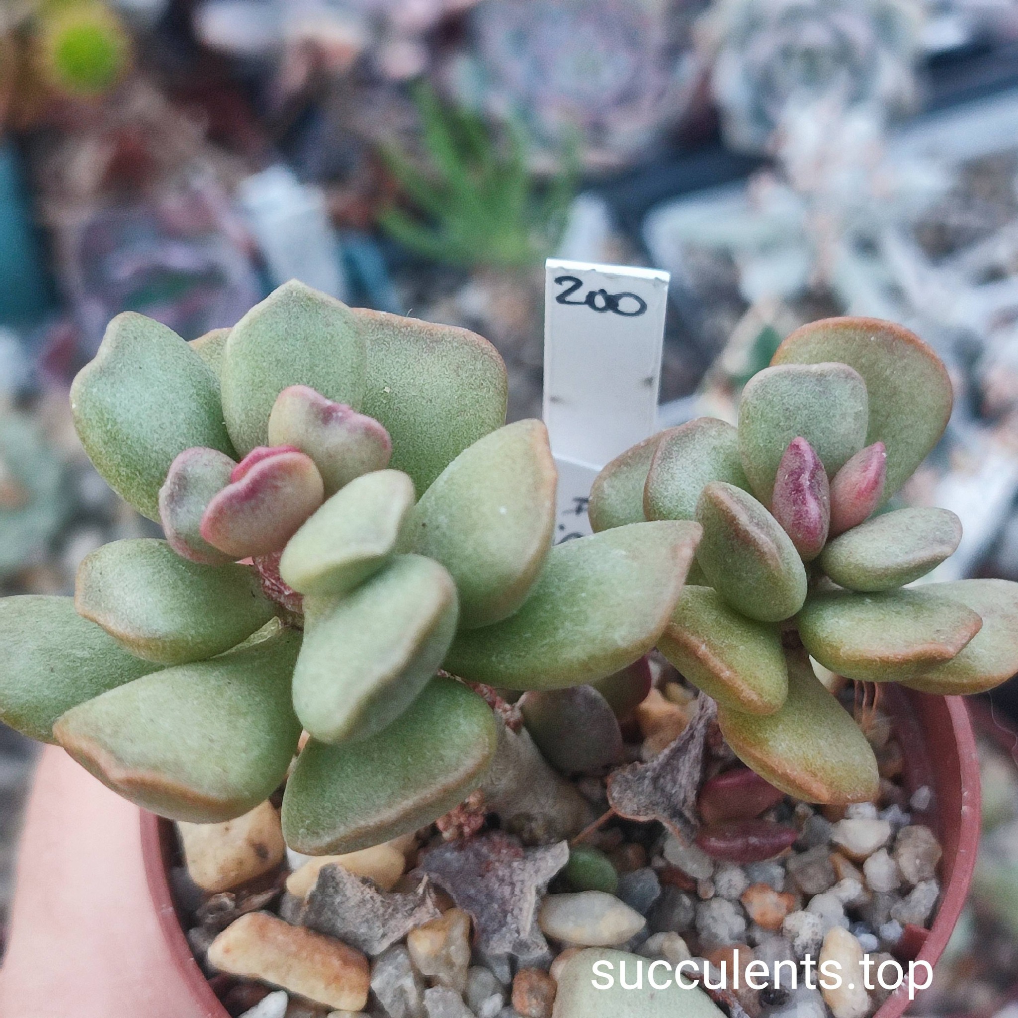 658818715_3502880686517134_3570148980684228965_n 658818715_3502880686517134_3570148980684228965_n