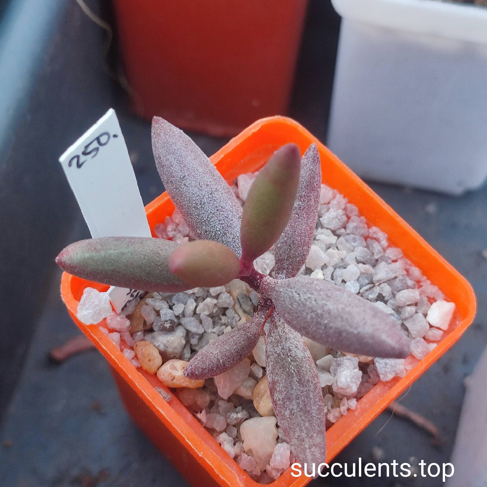 658843144_3502880386517164_6027166015447650248_n 658843144_3502880386517164_6027166015447650248_n