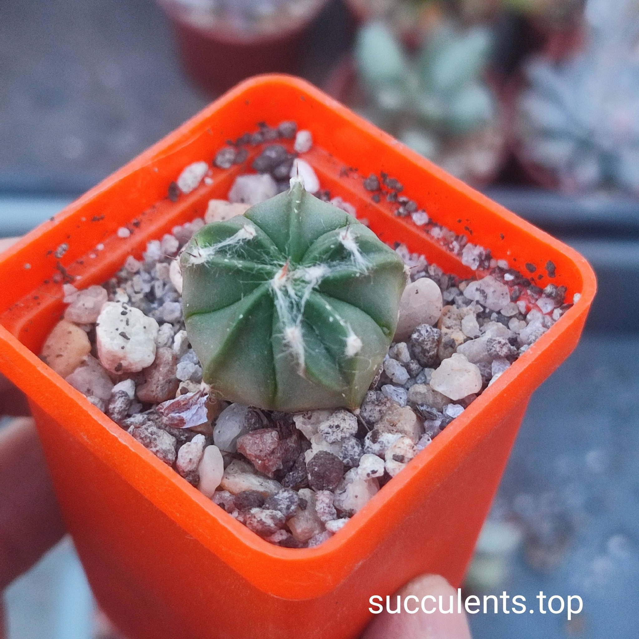 658965219_3502882499850286_3475906546864753202_n 658965219_3502882499850286_3475906546864753202_n