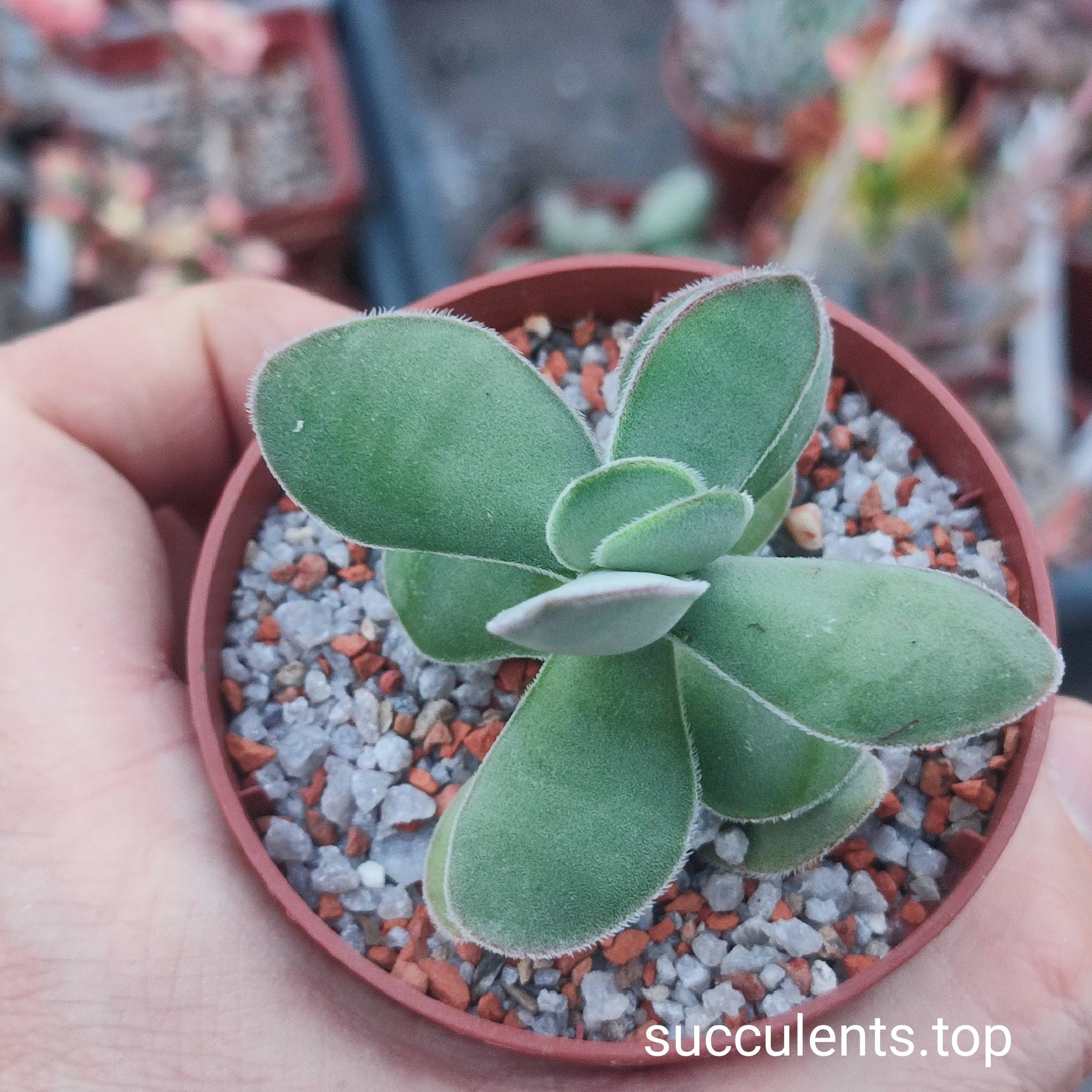 659687591_3502881503183719_6174260864429053821_n 659687591_3502881503183719_6174260864429053821_n