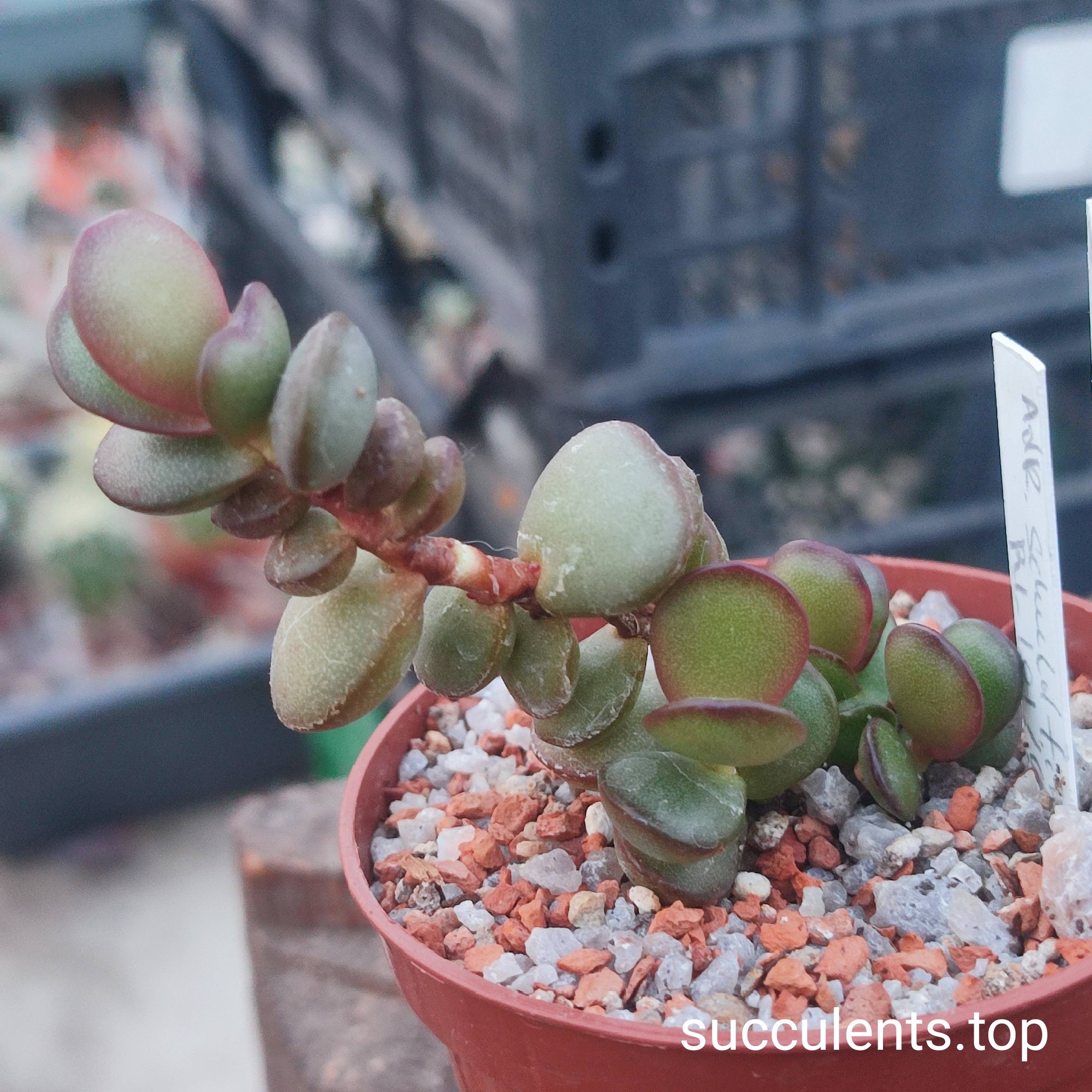 660840197_3502881373183732_3728803838642169156_n 660840197_3502881373183732_3728803838642169156_n