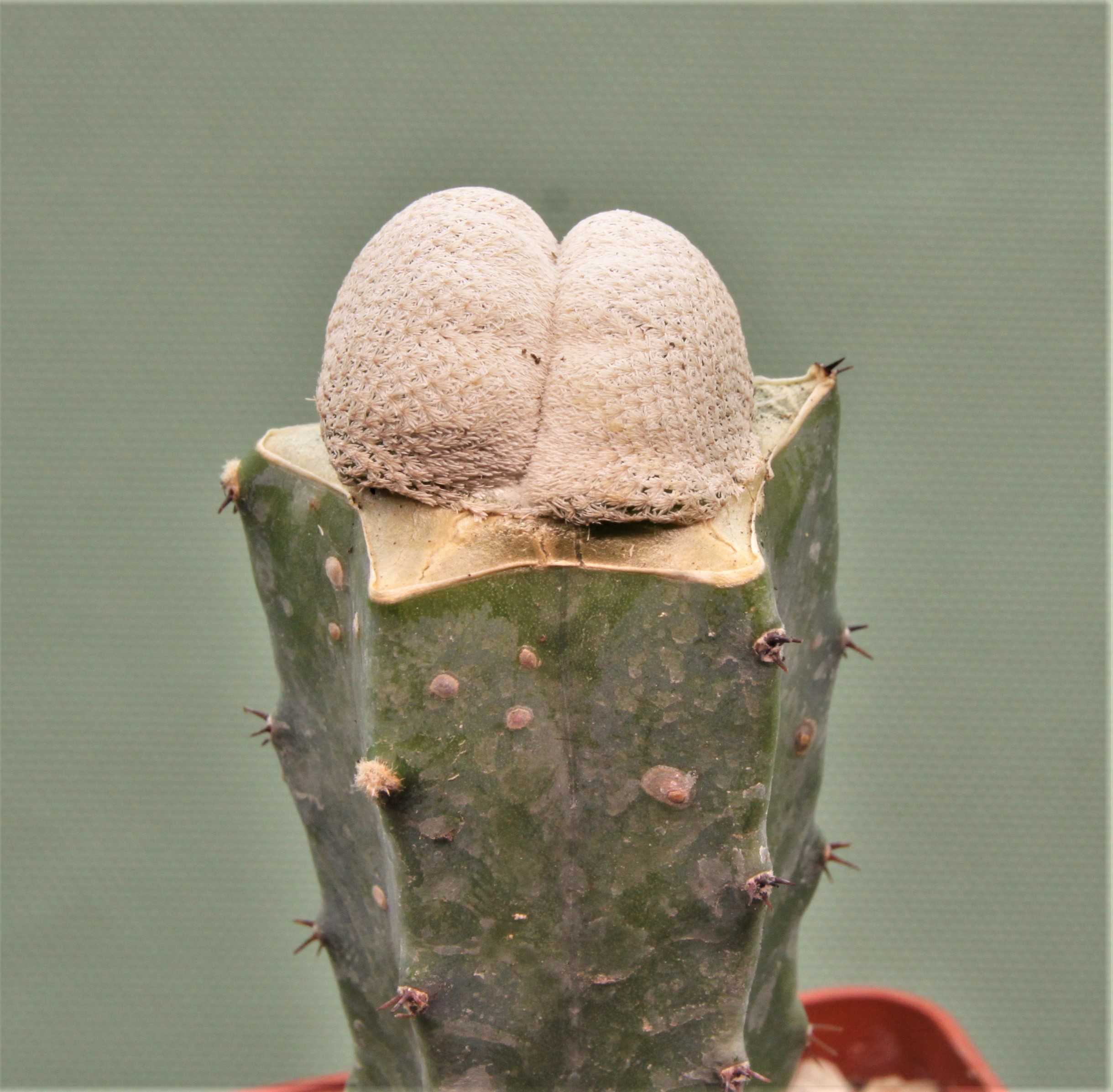 Epithelantha bokei cristata Оcampo Coah.-2. Кубик 6х6см. 380грн.