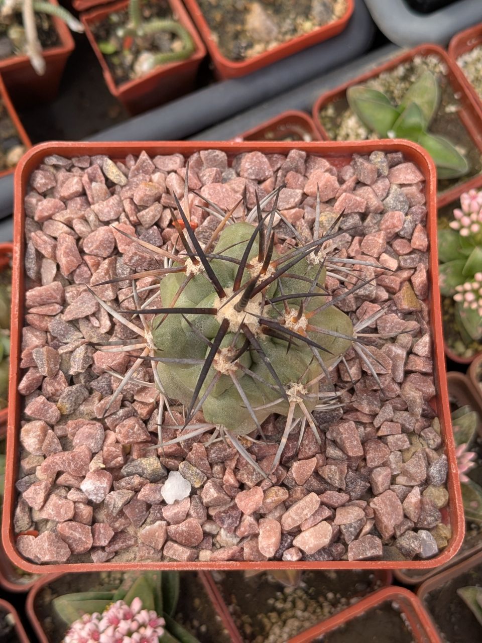 IMG_20260308_104815_017