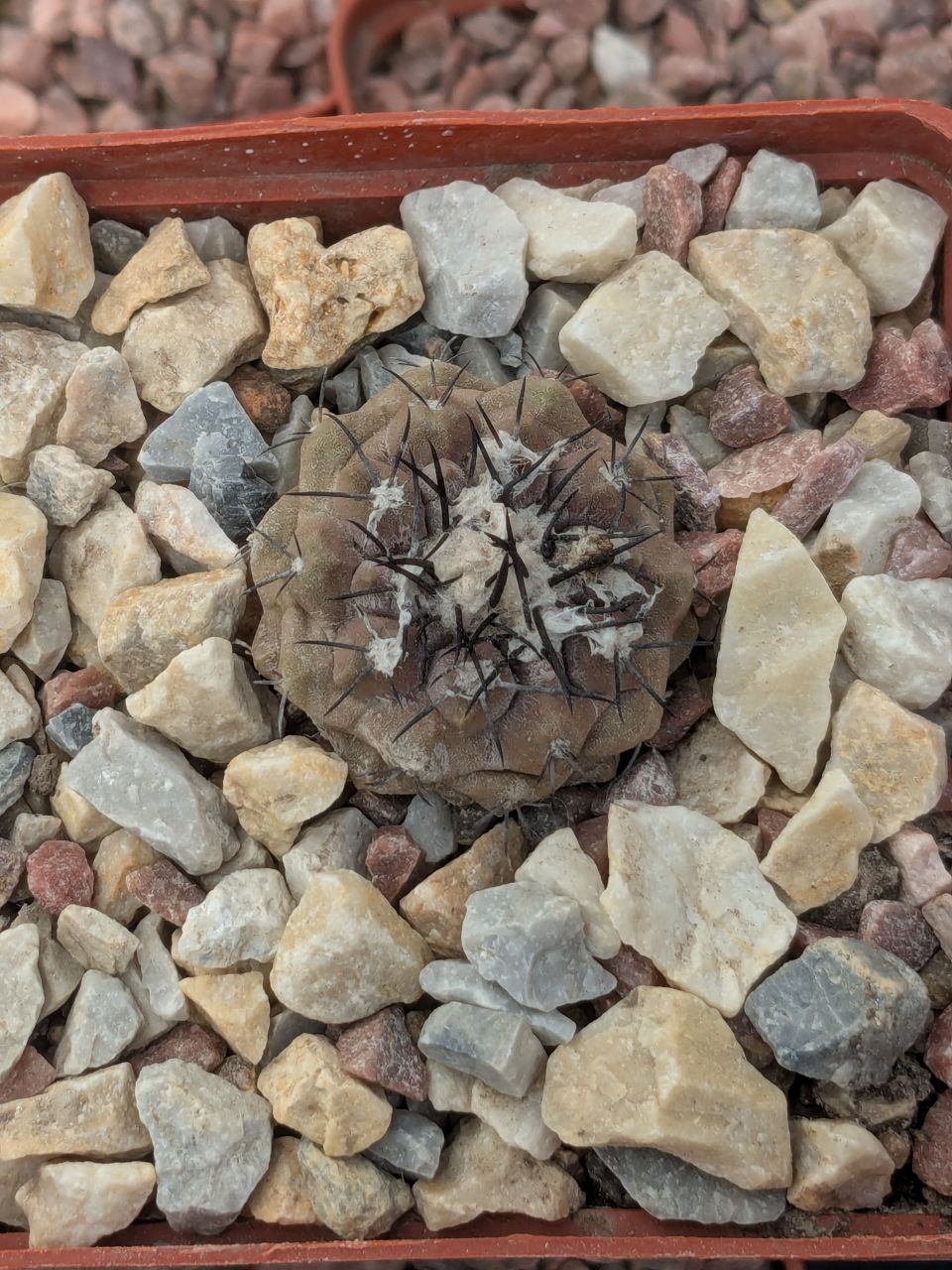 IMG_20260308_104815_323