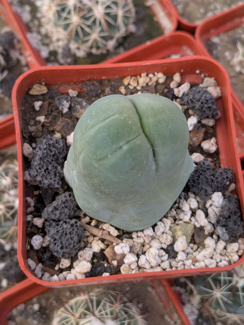 IMG_20260310_104059_686