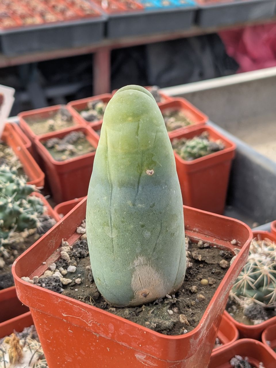 IMG_20260310_104059_760