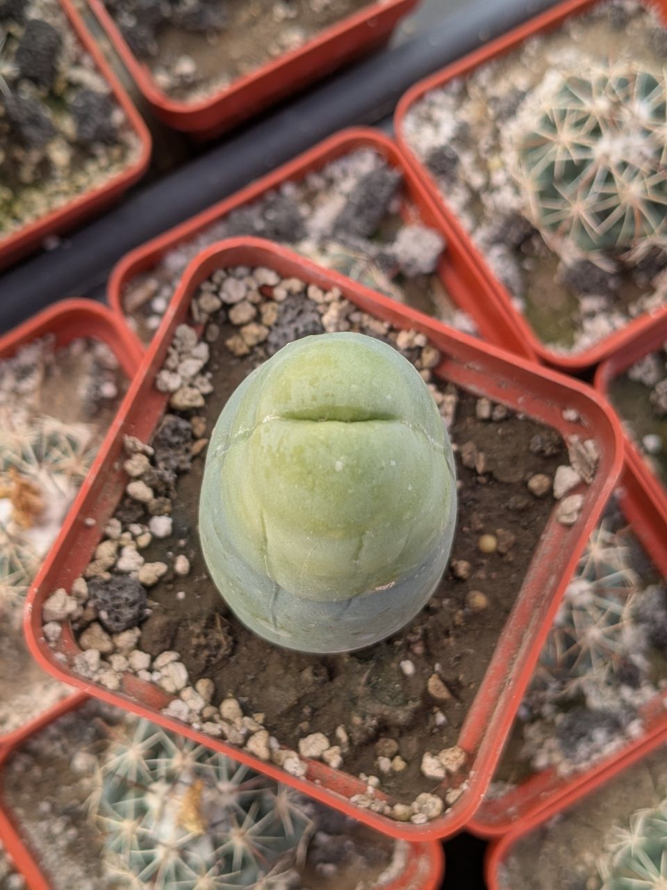 IMG_20260310_104059_809