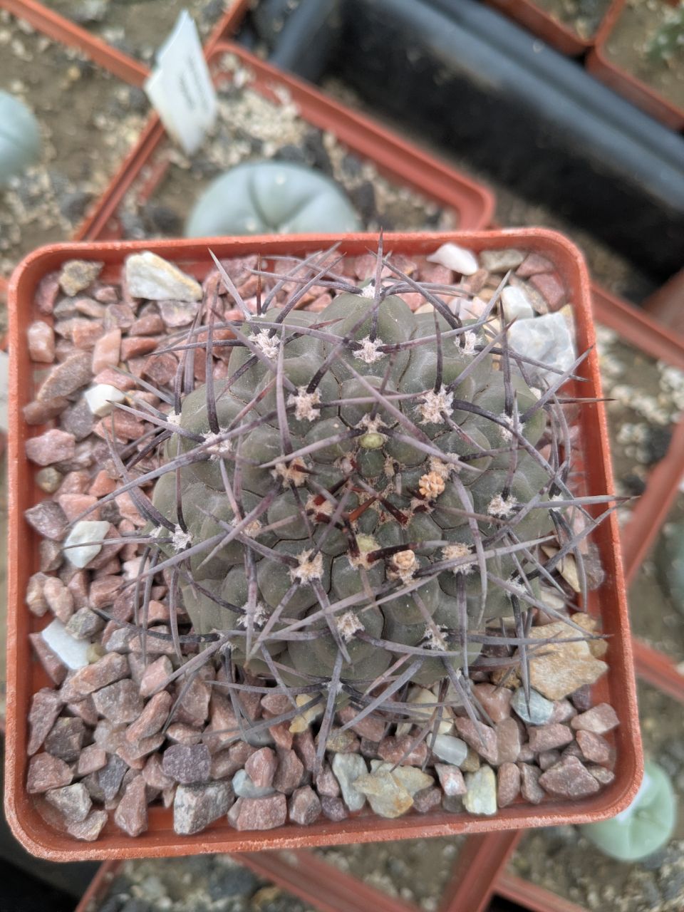 IMG_20260329_110153_069