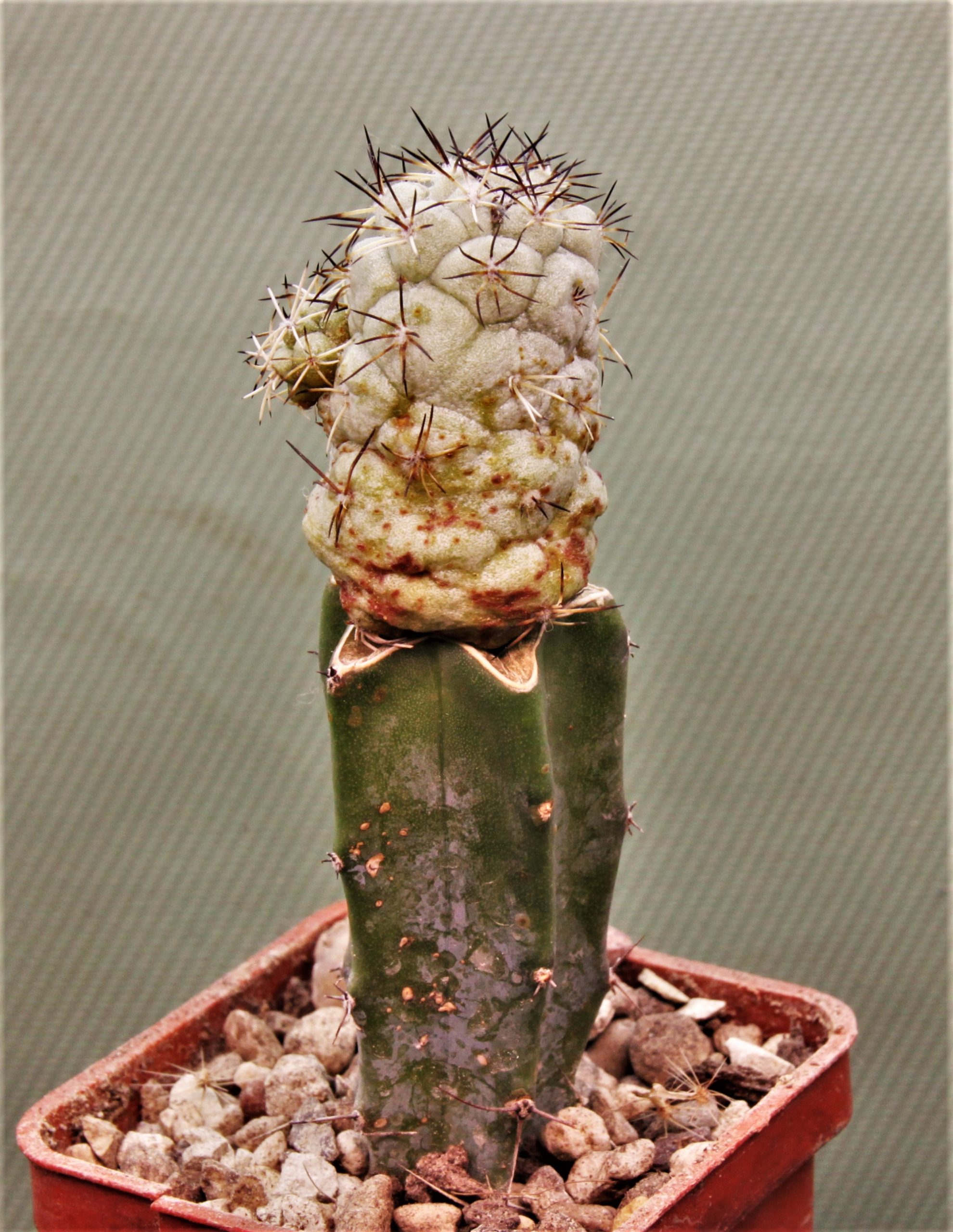 Ortegocactus macdougallii-6. Кубик 5х5см. 320грн.