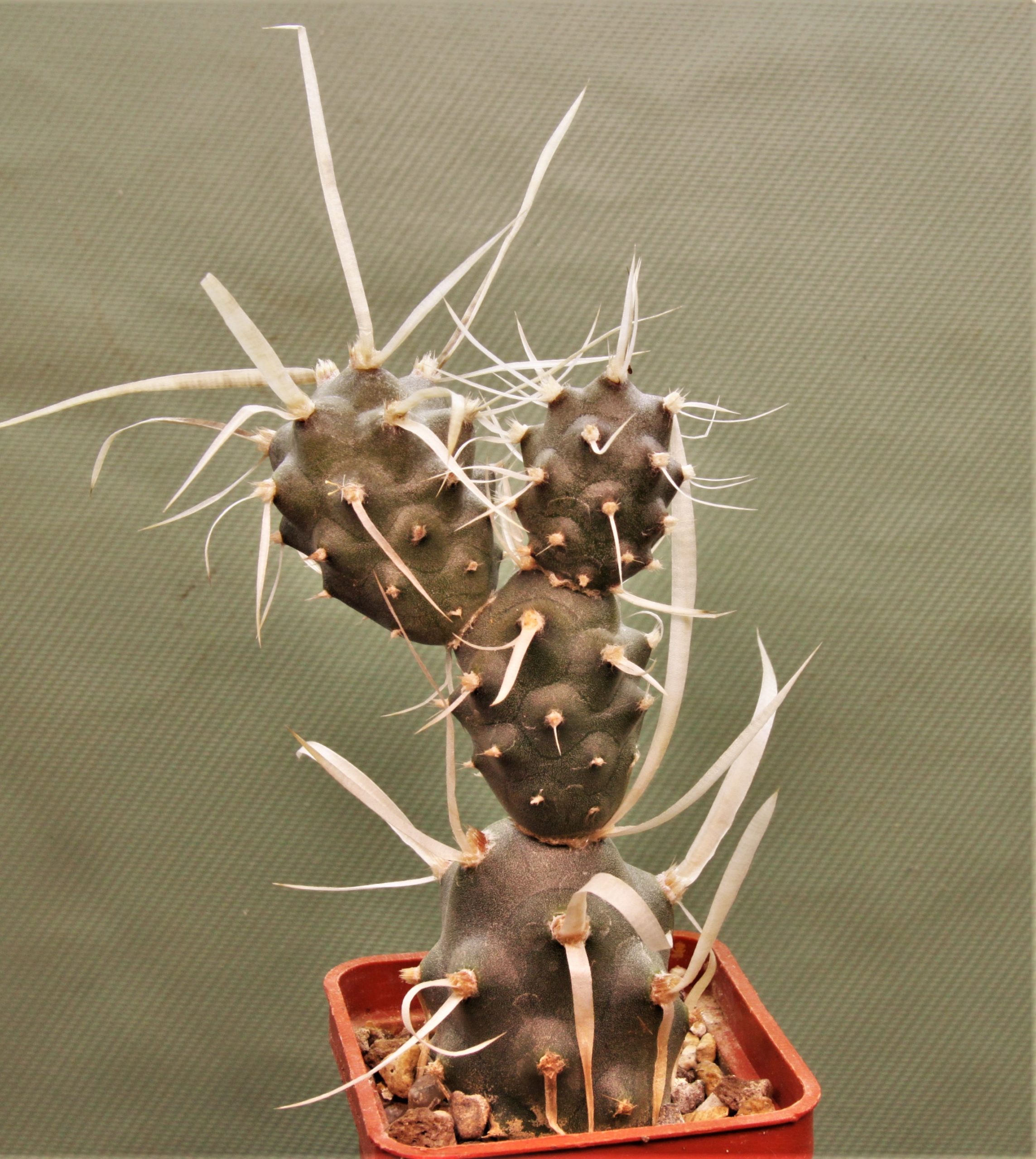 Tephrocactus articulatus papyracanthus-5. Кубик 5х5см. 120грн.