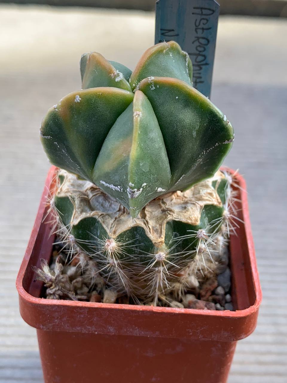 photo_61_2026-03-11_16-47-50