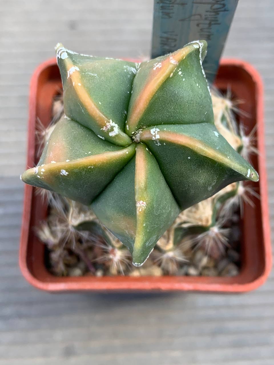 photo_62_2026-03-11_16-47-50