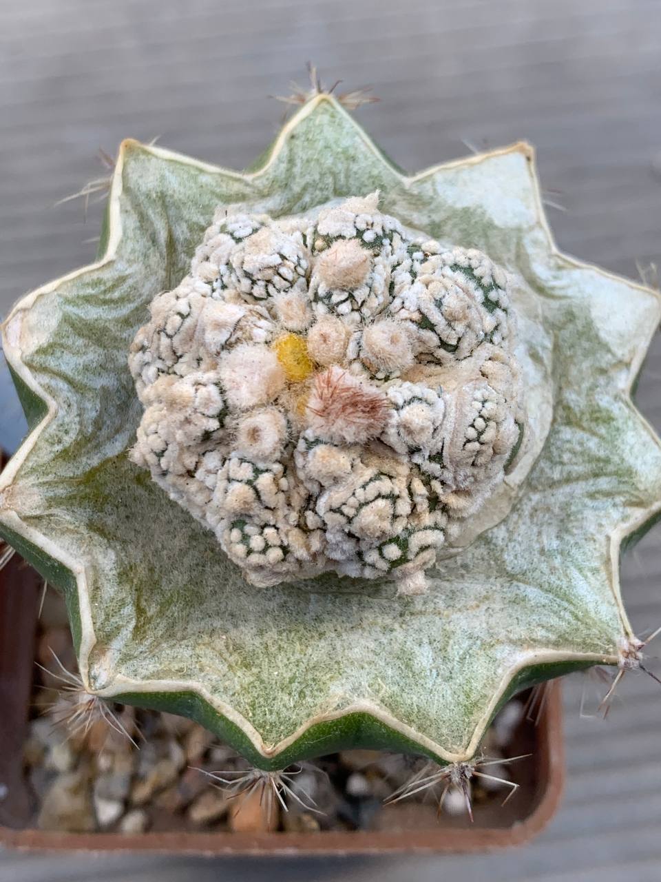 photo_93_2026-03-11_16-47-50