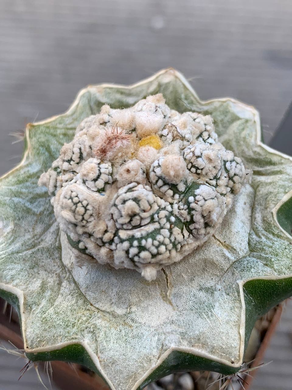 photo_94_2026-03-11_16-47-50