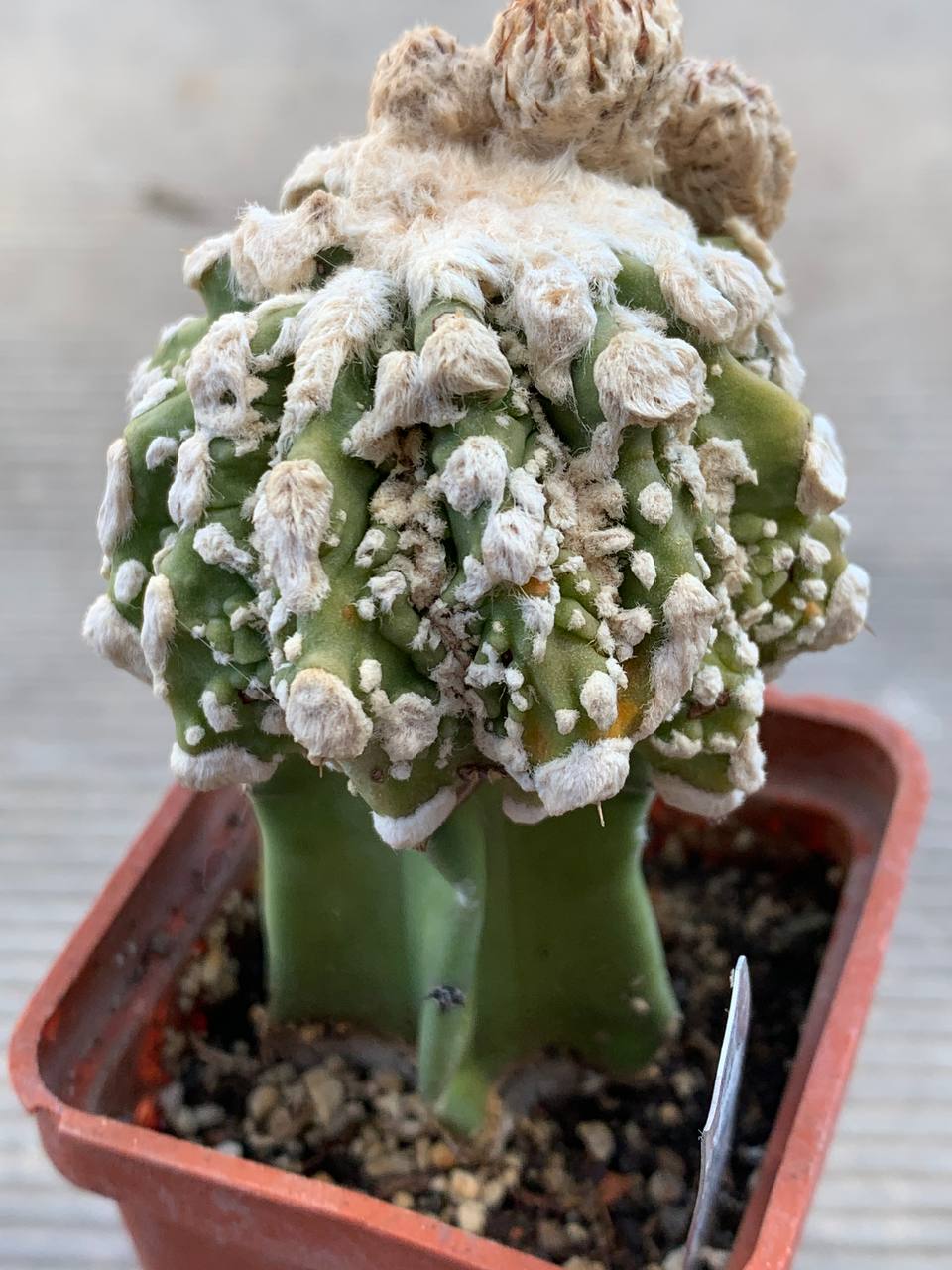 photo_99_2026-03-11_16-47-50