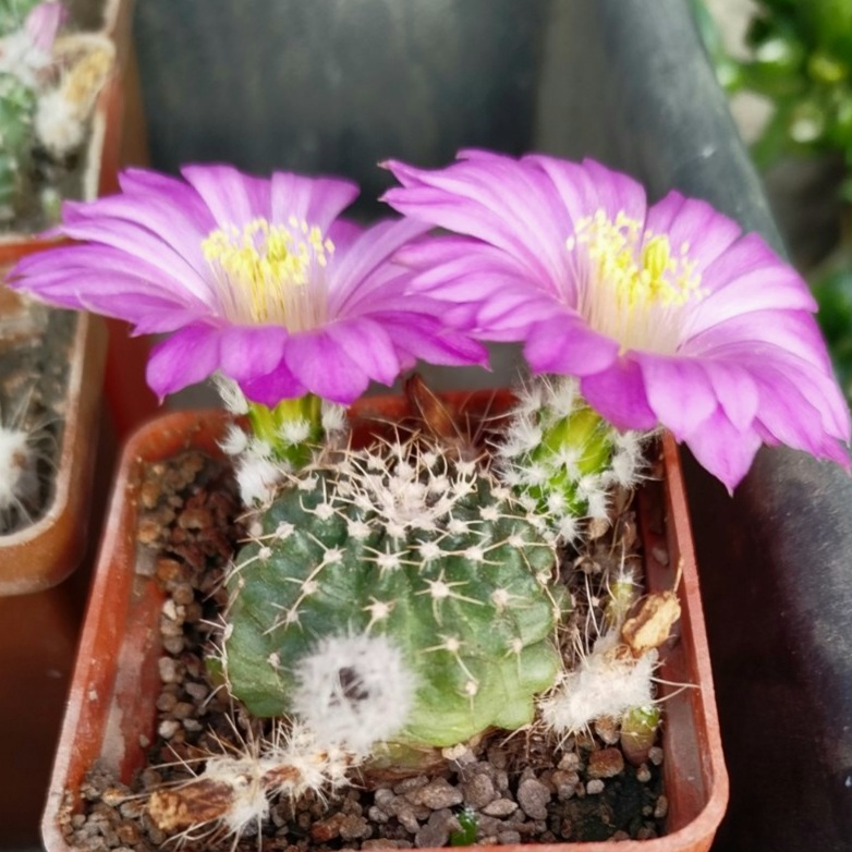 0-02-05-08facb62dfa3d3cfea81556cb4cb7968f15293f9e4219ff1e919306663b1ba41_a7d4847a413ae5dc