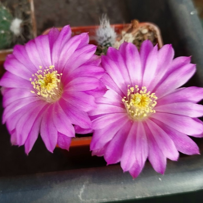 0-02-05-122ded5b28189195d349bc8853efa5c172ed9e1f3bb631d282f1a33b152b926f_a65dba50d6949920